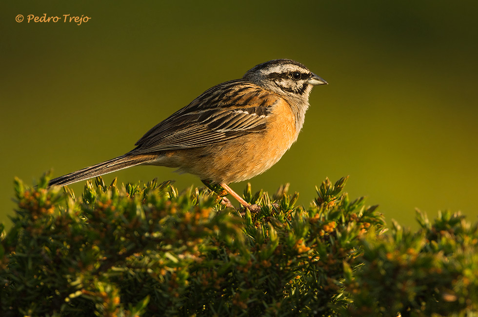 Escribano montesino (Emberiza cia)